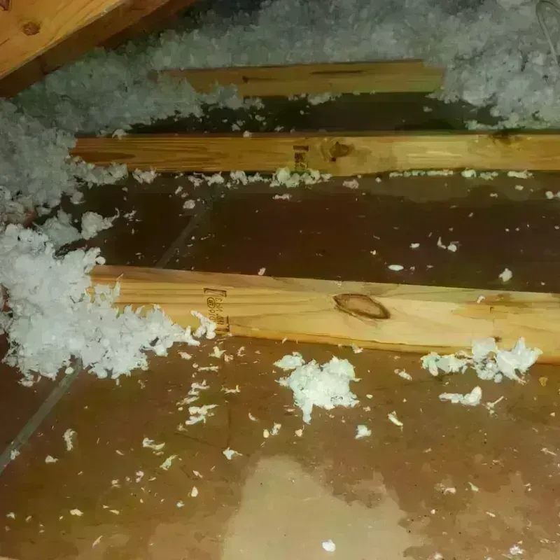 Attic Water Damage in Monroe, LA