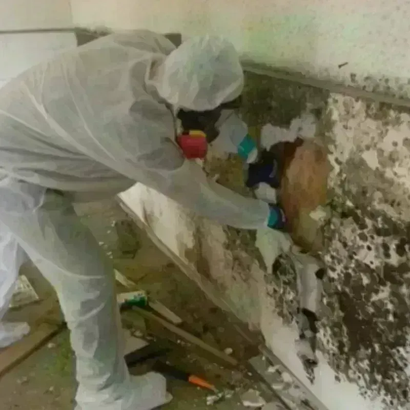 Mold Remediation and Removal in Monroe, LA